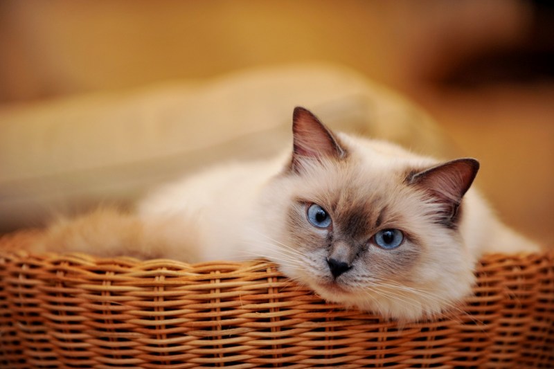Сиамская кошка