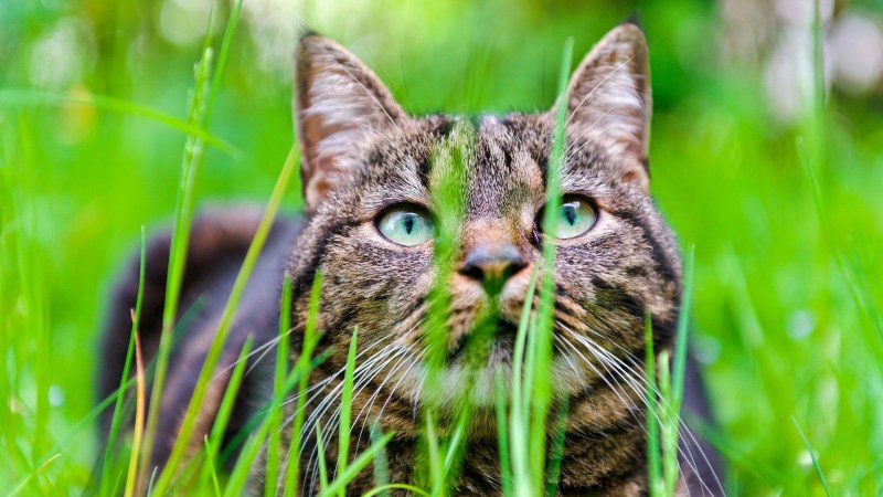 Коты на рабочий стол