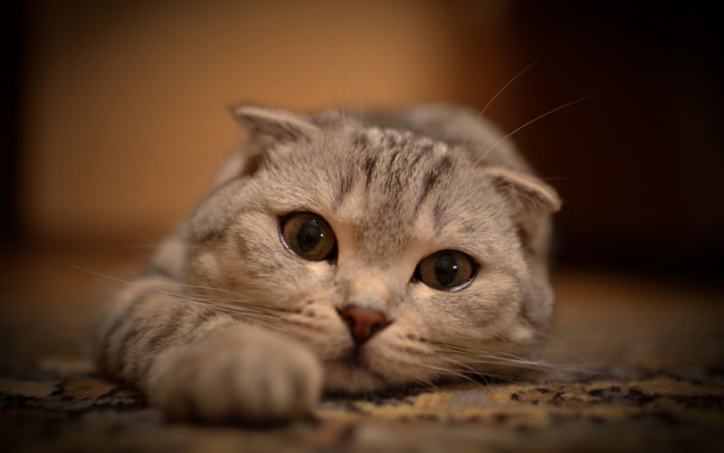 Шотландская вислоухая кошка