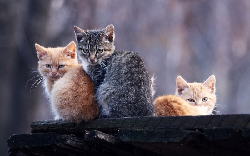 Котята на рабочий стол