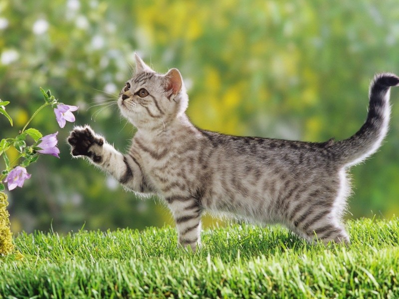 Красивые котики
