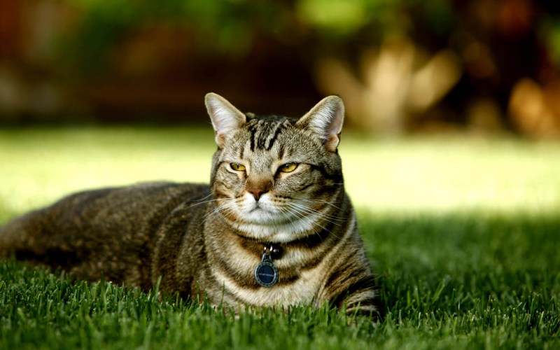 Красивые коты