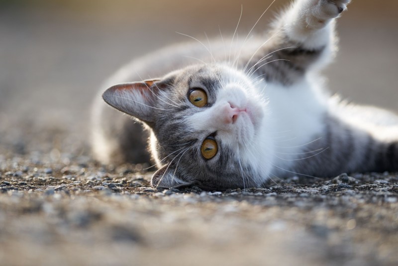 Коты на раб стол