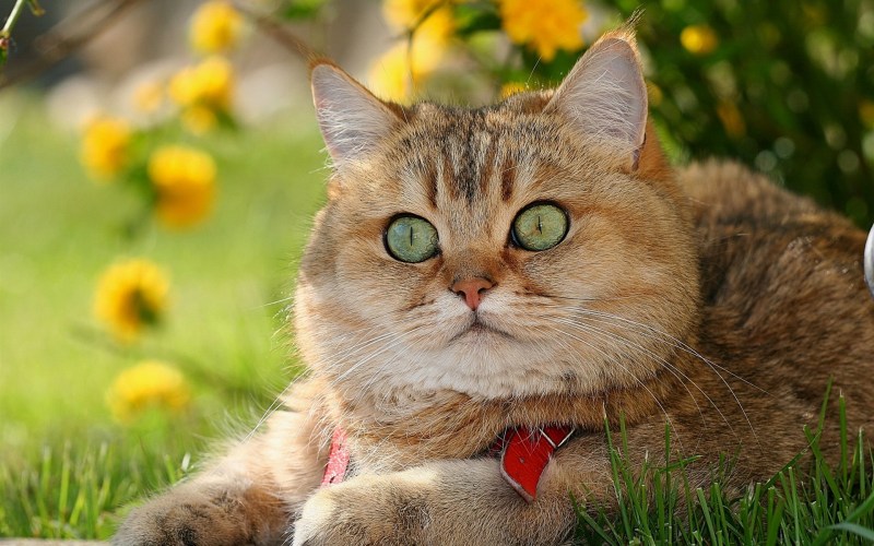 Красивый кот