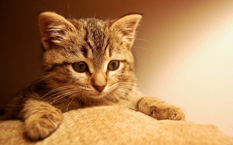 Красивые котики