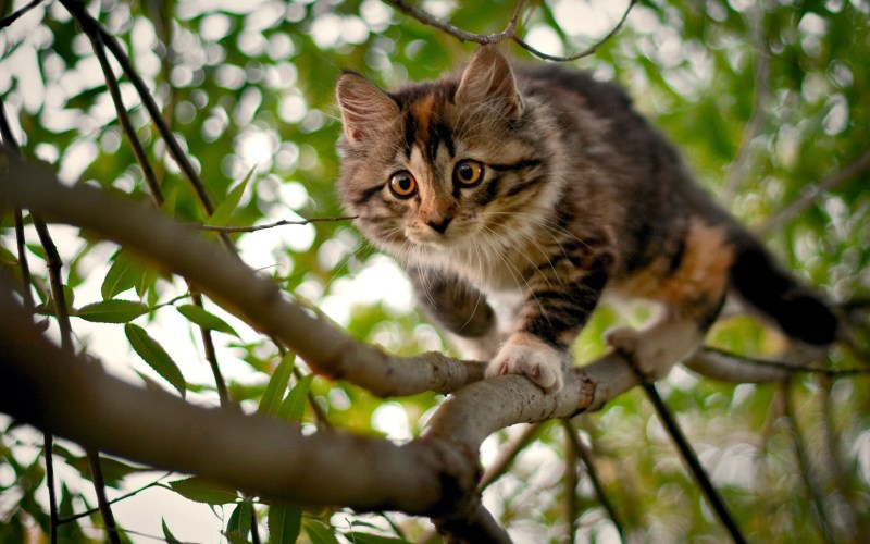 Котенок на дереве