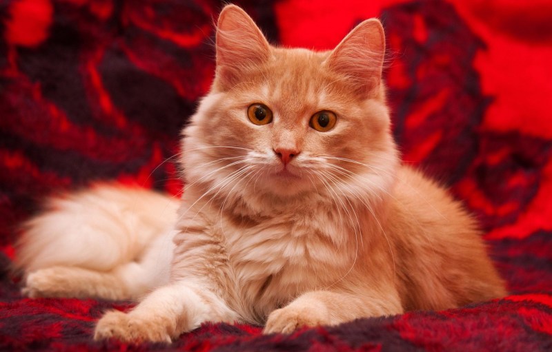 Рыжие коты