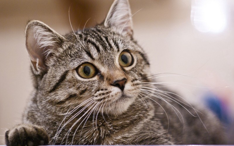 Фото кота
