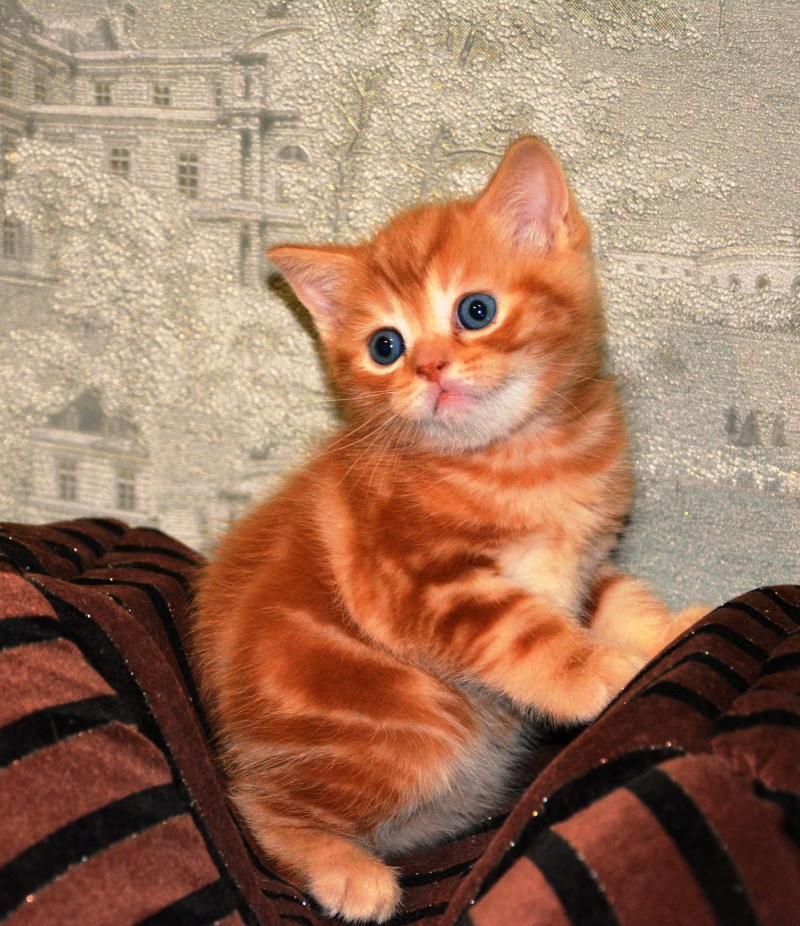 Шотландский кот страйт рыжий