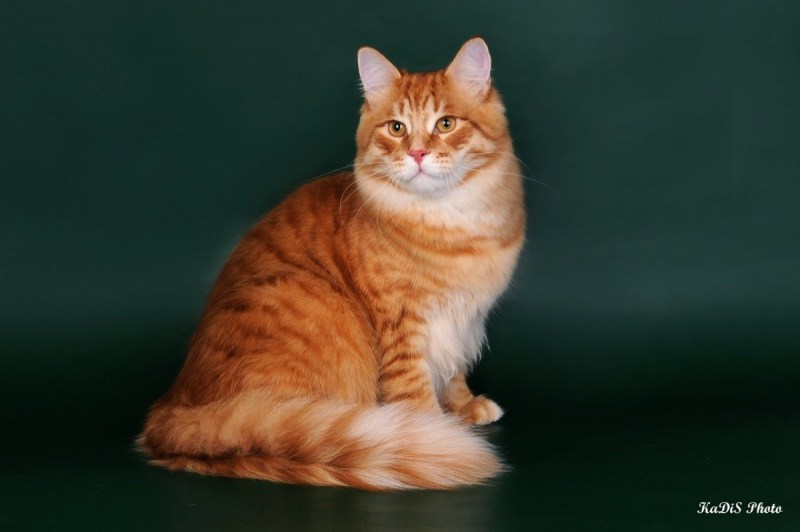 Сибирская кошка рыжая короткошерстная