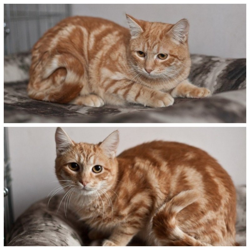 Кот красный мрамор