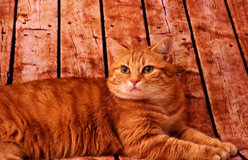 Коты рыжего окраса