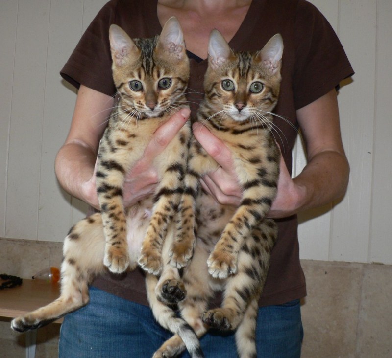 Бенгальская кошка бельгаль