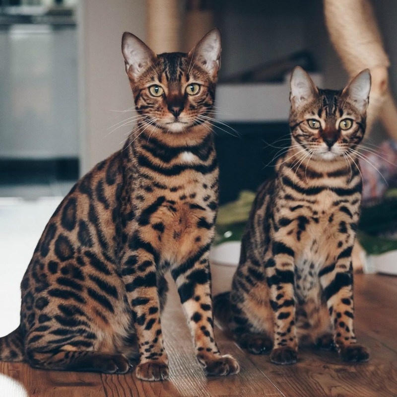 Белый бенгальский кот