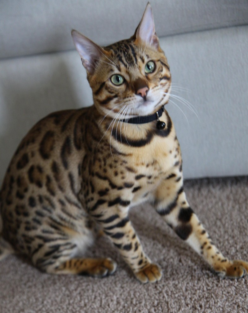 Бенгальская кошка