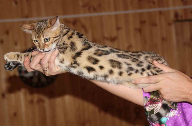 Бенгальский кот мальчик взрослый