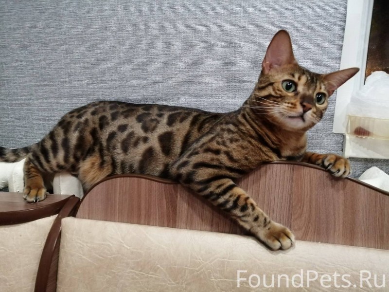 Бенгальские кошки толстые