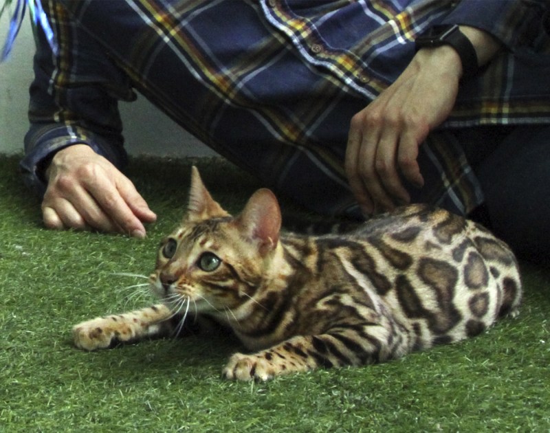 Бенгальская кошка меланистик
