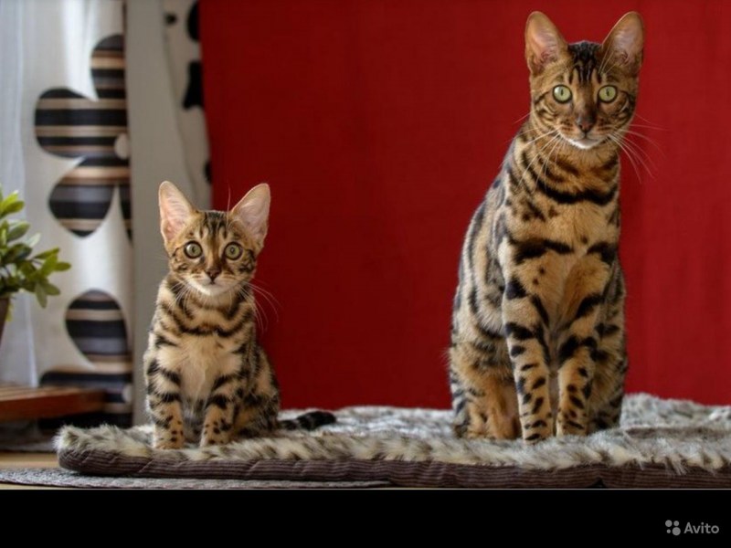 Бенгальская кошка взрослая