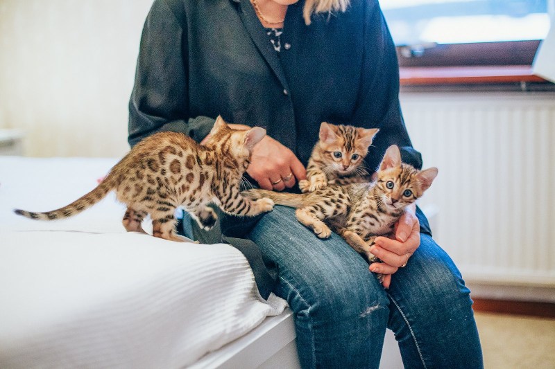 Бенгальская кошка