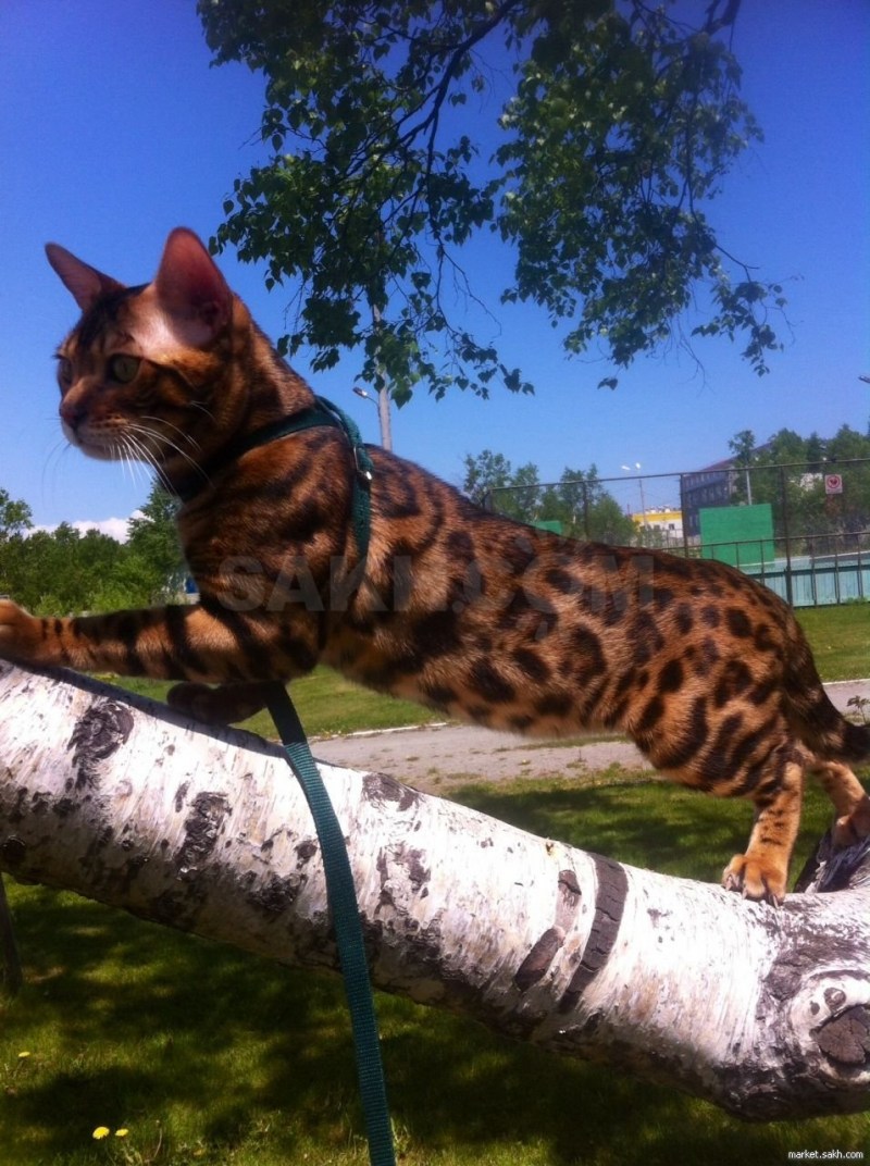 Бенгальский кот