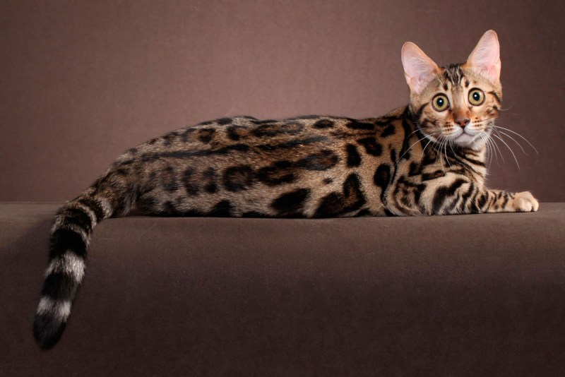 Бенгальский кот