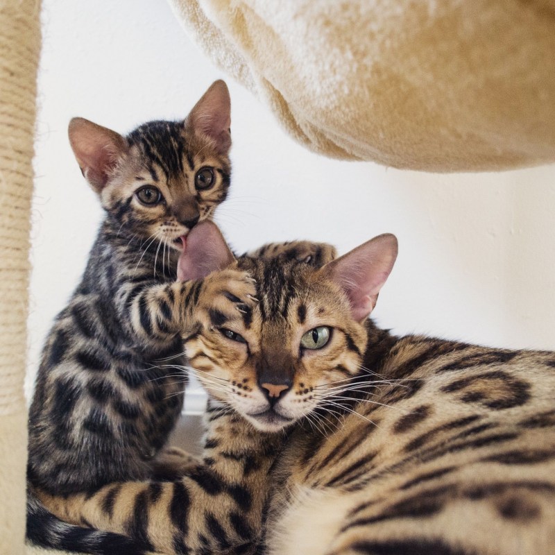 Бенгальская кошка мраморная
