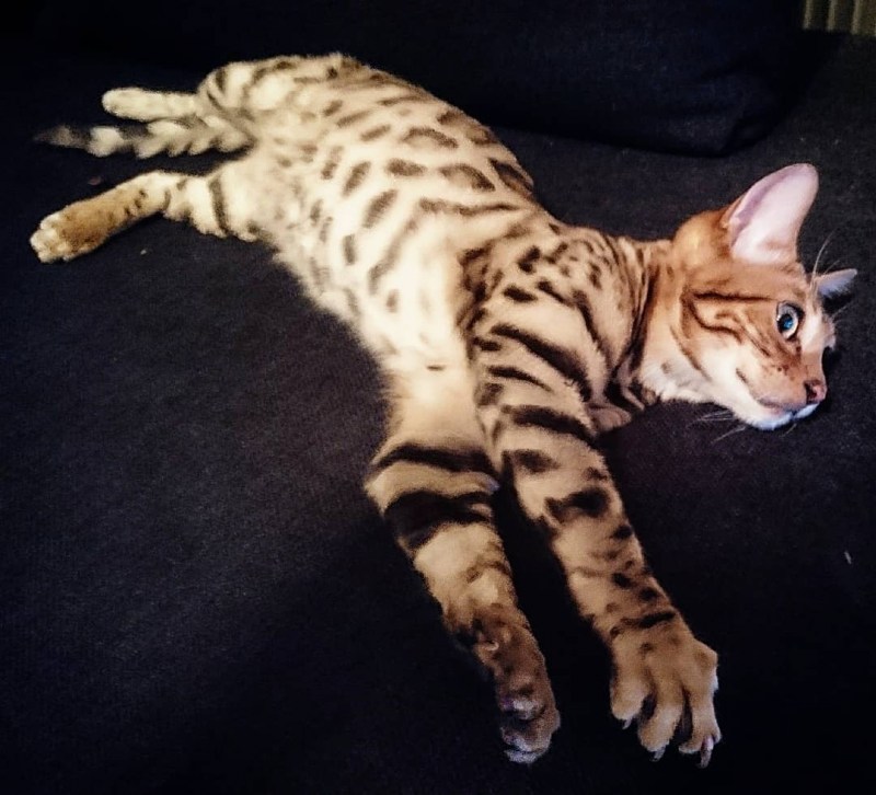 Бенгальская кошка вес