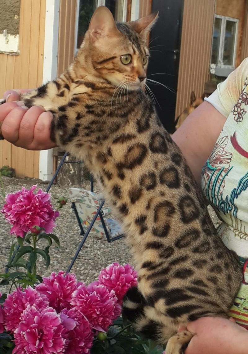 Бенгальский кот