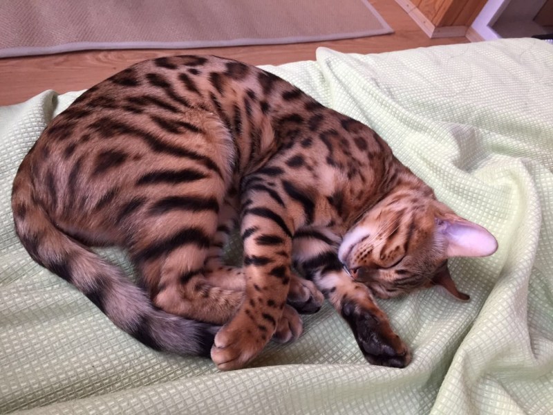 Бенгальский кот Лорд