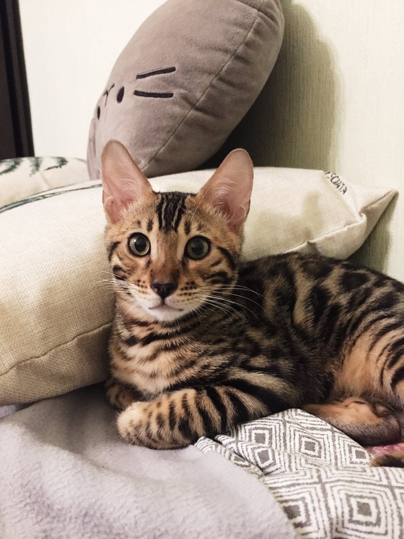 Толстый бенгальский кот