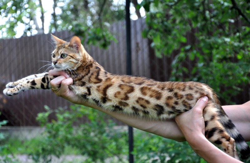 Кошки бенгальской породы