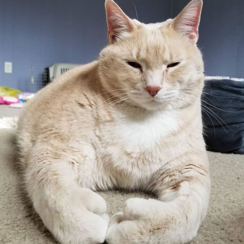 Толстые коты
