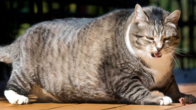 Самые толстые кошки
