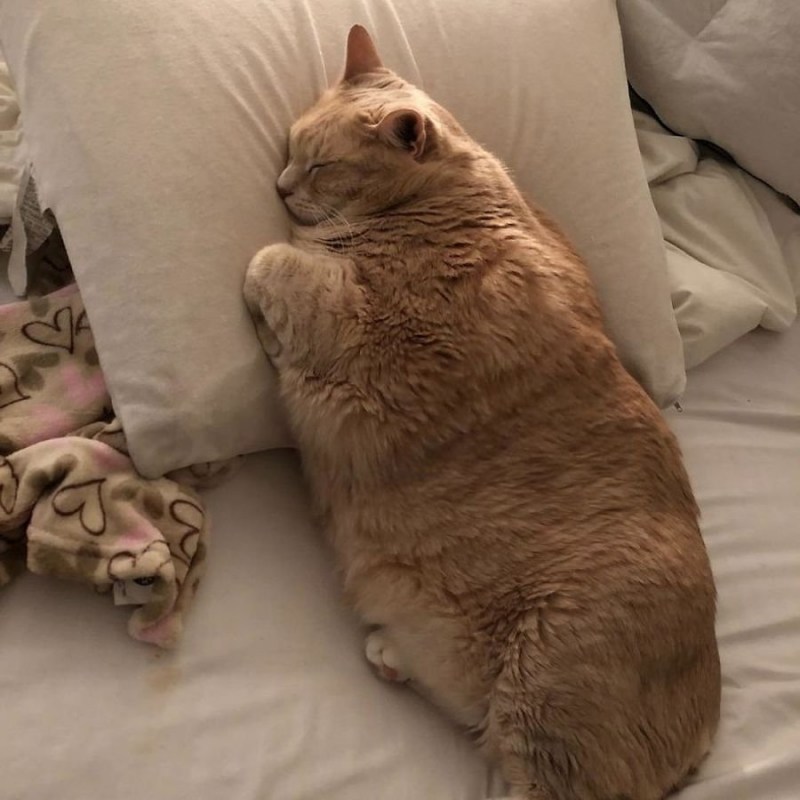 Толстые коты