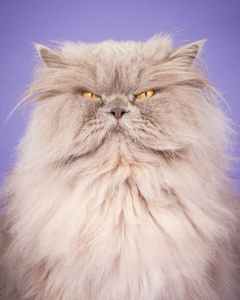 Персидский кот