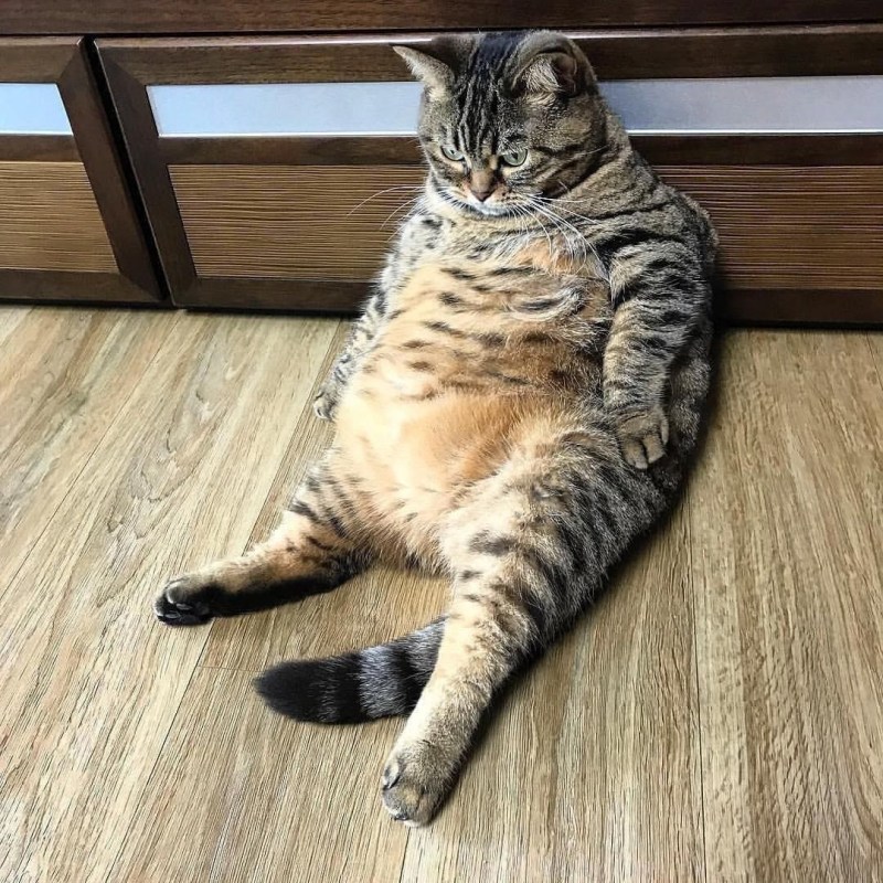 Жирный полосатый кот
