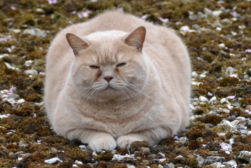 Толстый котенок