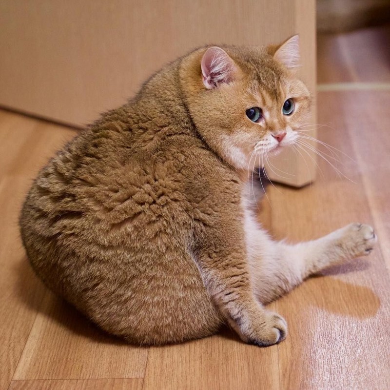 Хосико кот порода