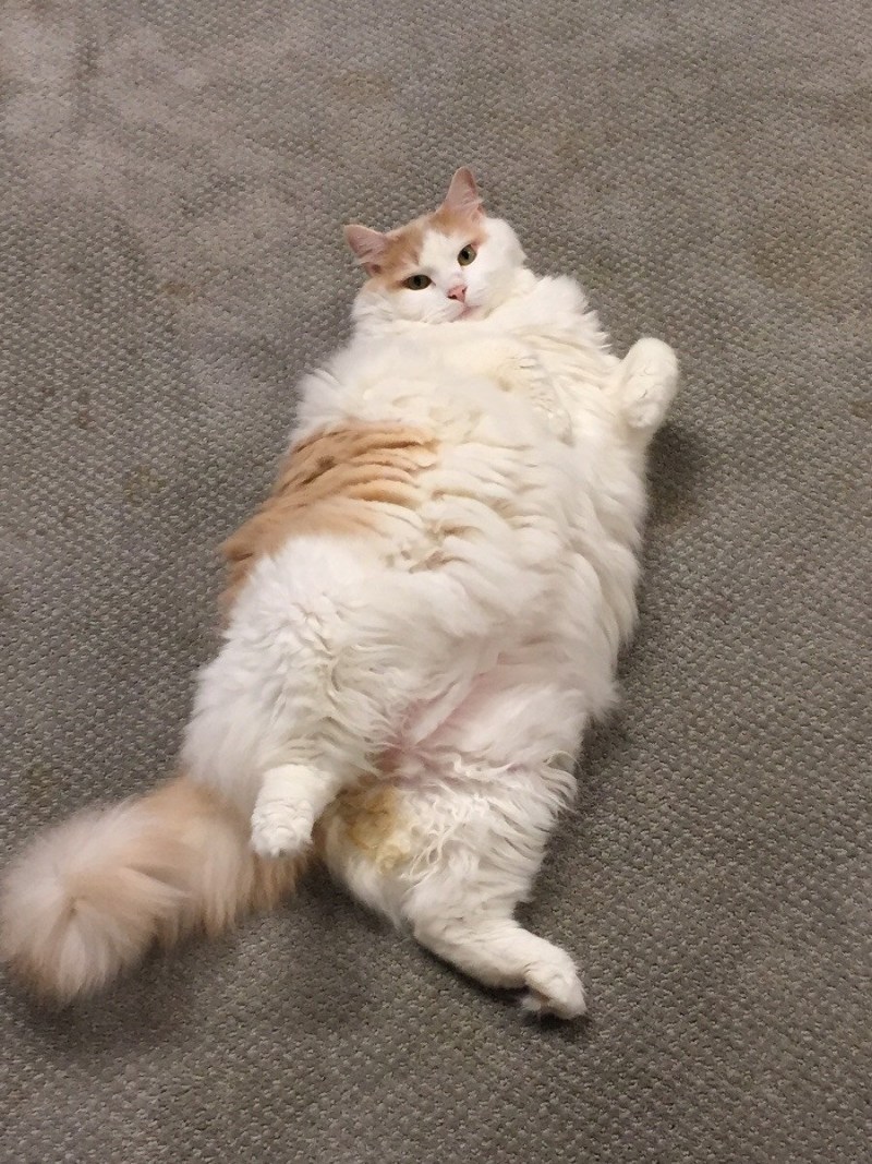 Жирные пушистые коты