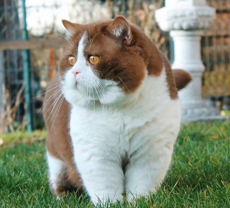Толстенькие кошки
