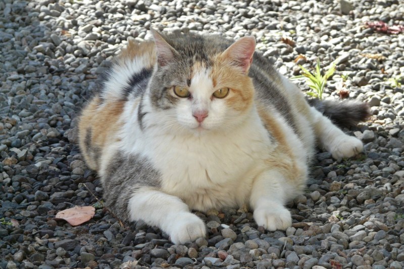 Ожиревший кот