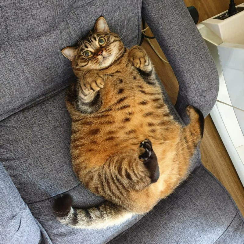 Жирная кошка
