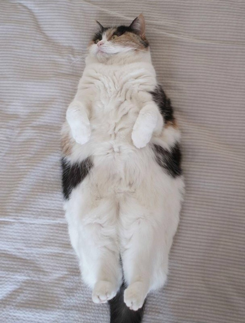 Котик лежит на спине