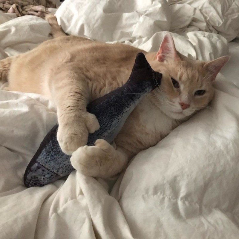 Толстый котенок