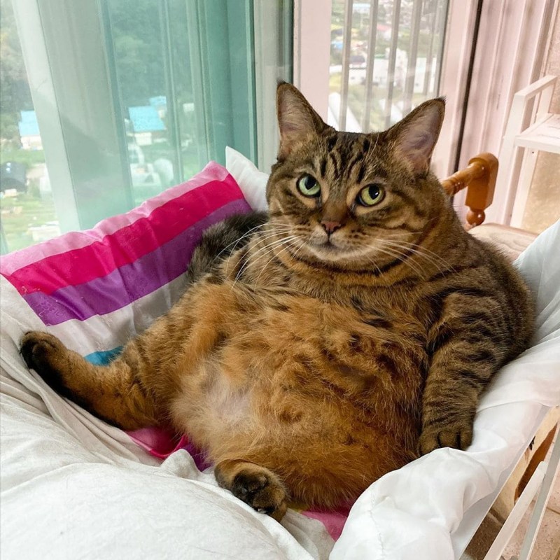 Самый толстый кот