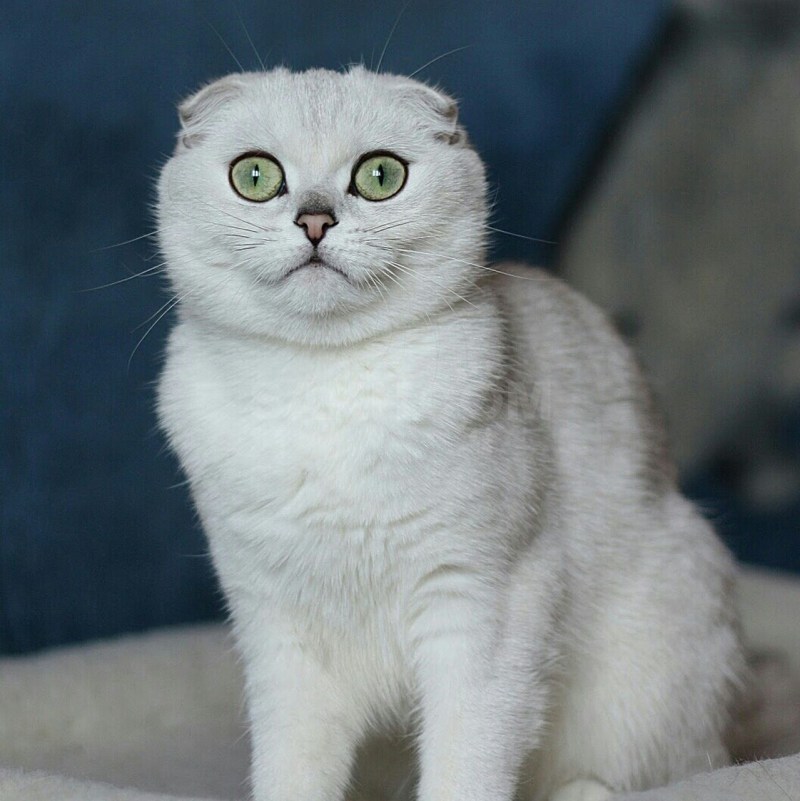 Шотландская серебристая шиншилла