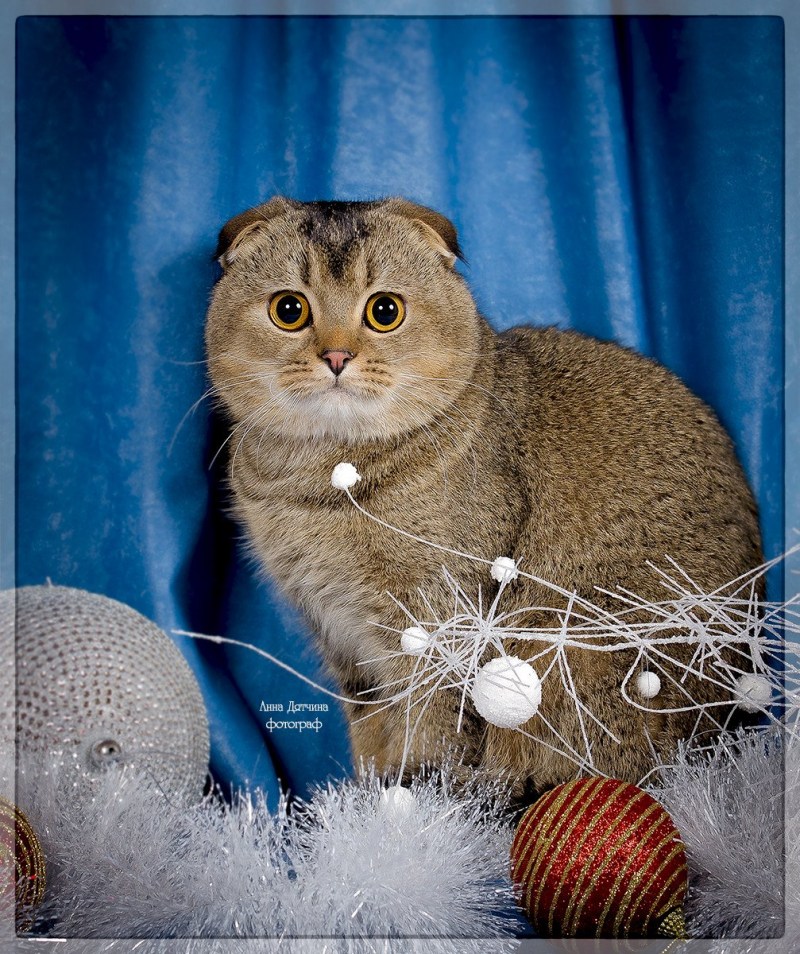 Скоттиш фолд шиншилла