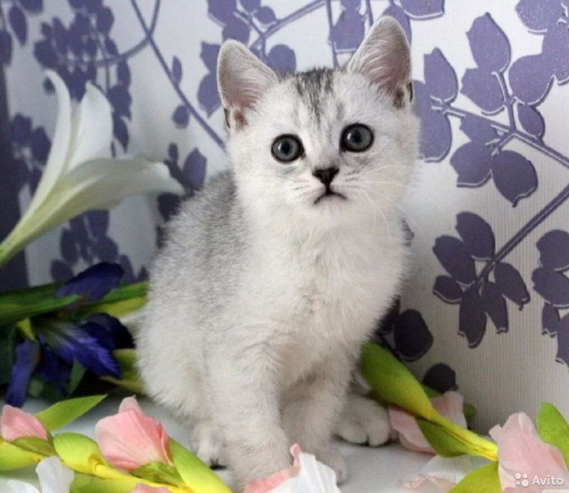 Шотландская прямоухая шиншилла серебристая