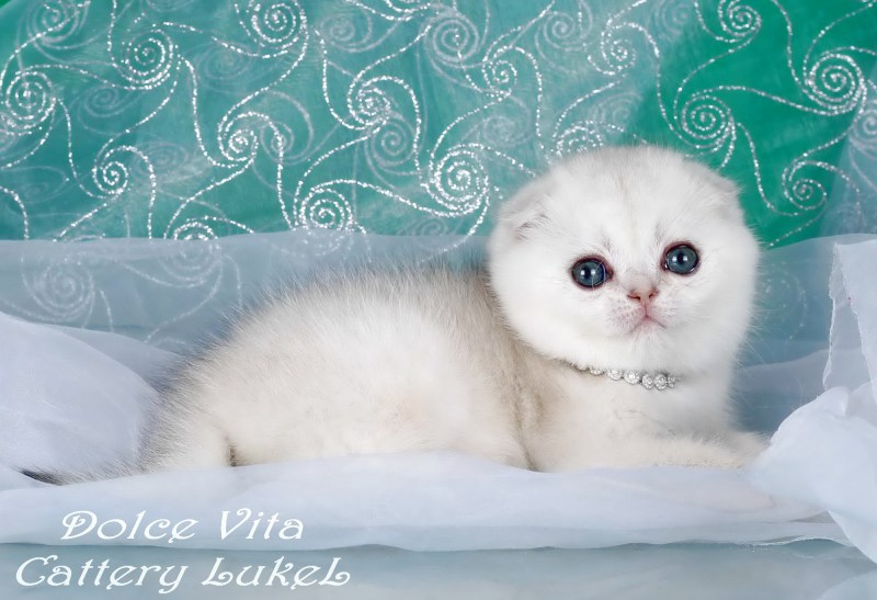 Шотландская кошка фолд серебристая шиншилла